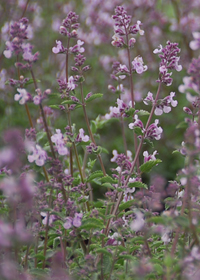 Nepeta  'Pink Pixie'